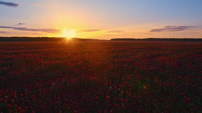 日出时深红色三叶草的田野