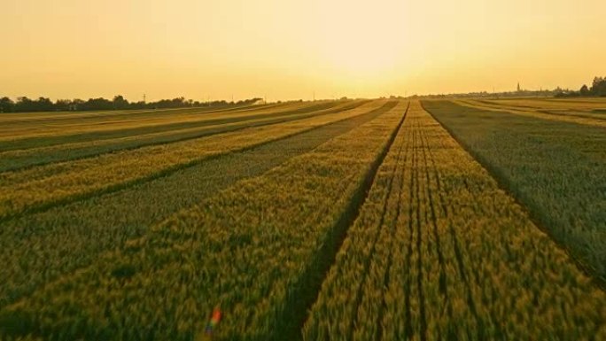 日落时空中不同品种的小麦