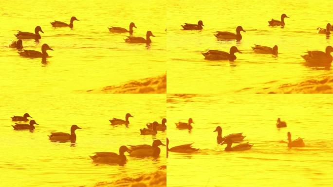 日落时水中的鸭子日落时水中的鸭子