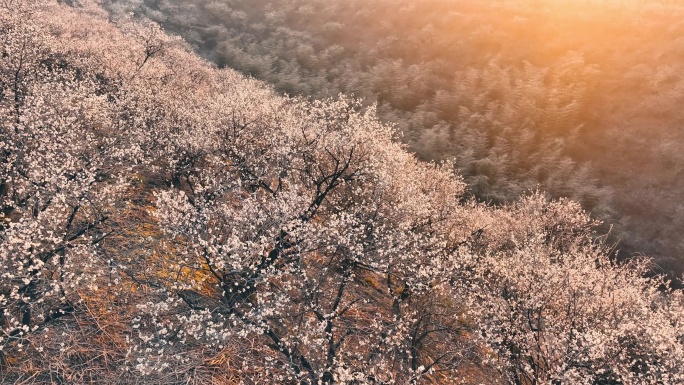 春天湖州梅园杭垓梅园梅花