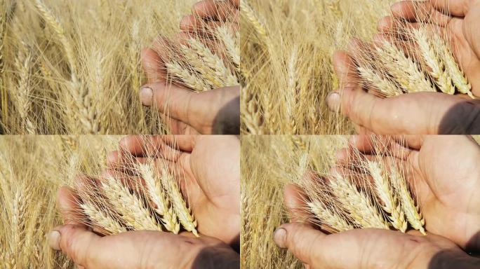 HD：手工检查小麦