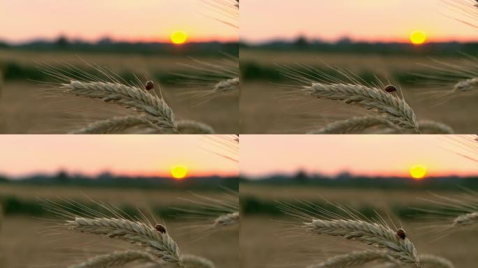 HD：瓢虫在小麦上