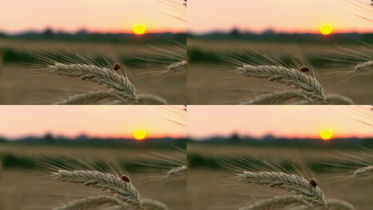 HD：瓢虫在小麦上