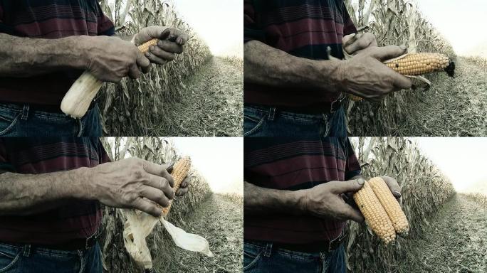 HD：农民剥玉米芯