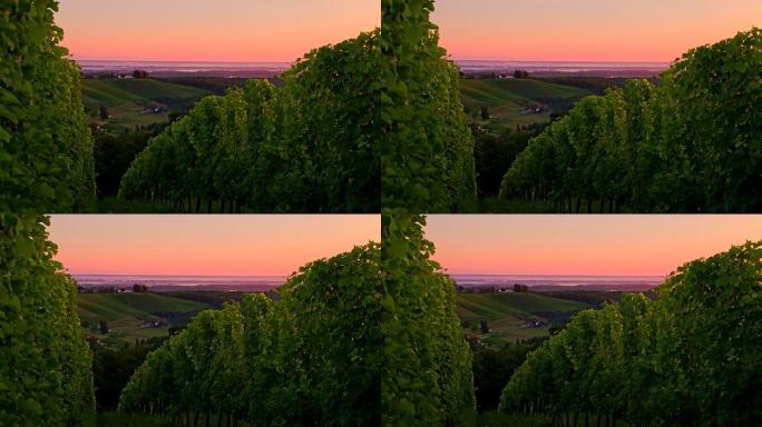 WS DS黄昏时的葡萄酒景观