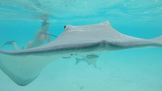 水下，特写: 友好的灰色黄貂鱼和鲨鱼向摄像机游去。