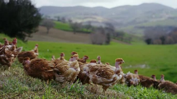 鸡肉生活在乡下，在享受户外和清洁的同时啄食食物，背景是山