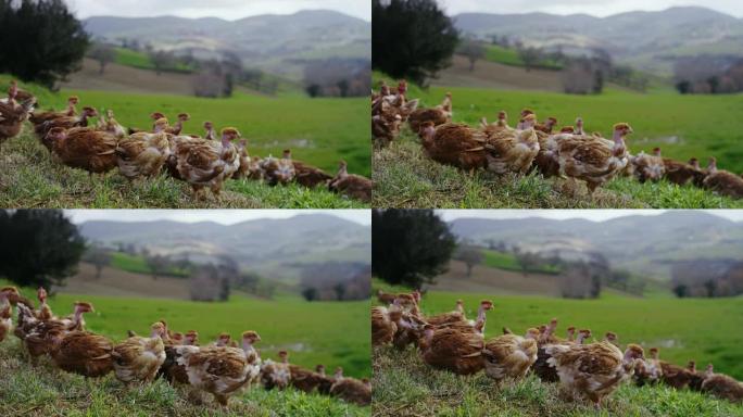 鸡肉生活在乡下，在享受户外和清洁的同时啄食食物，背景是山