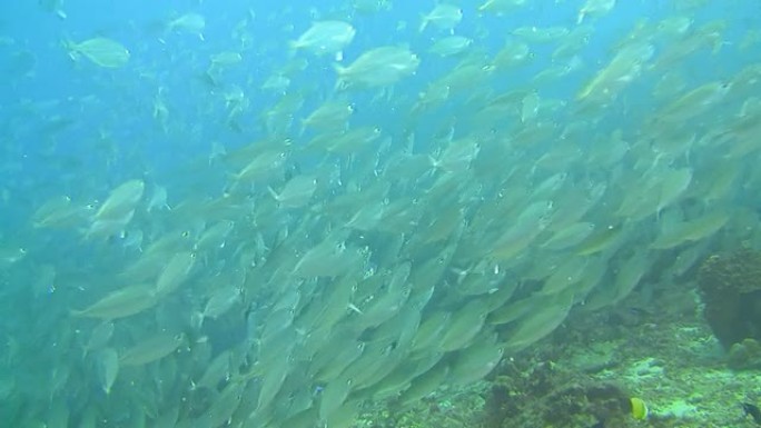 MS热带鱼类学院海洋鱼群深海鱼群海底世界