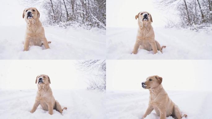 SLO MO可怜的小狗冻在雪地里