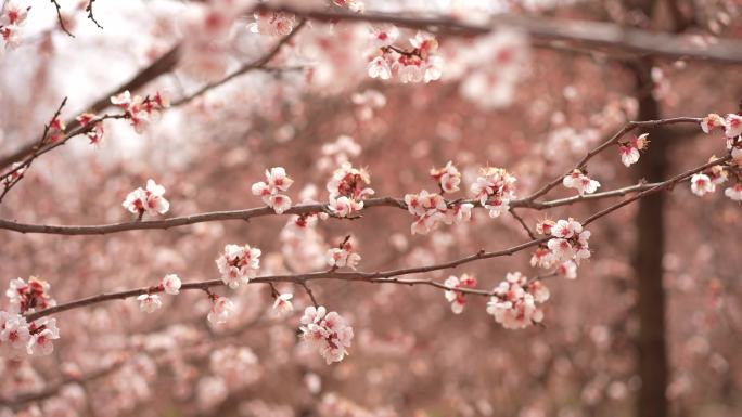 杏花花海花丛山花粉色花朵花瓣