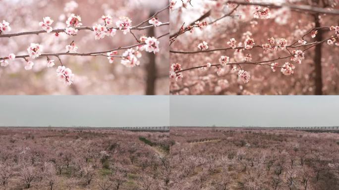 杏花花海花丛山花粉色花朵花瓣