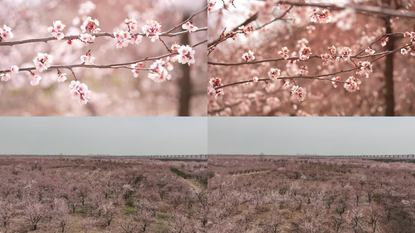 杏花花海花丛山花粉色花朵花瓣