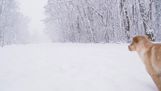 SLO MO小狗在雪地里奔跑