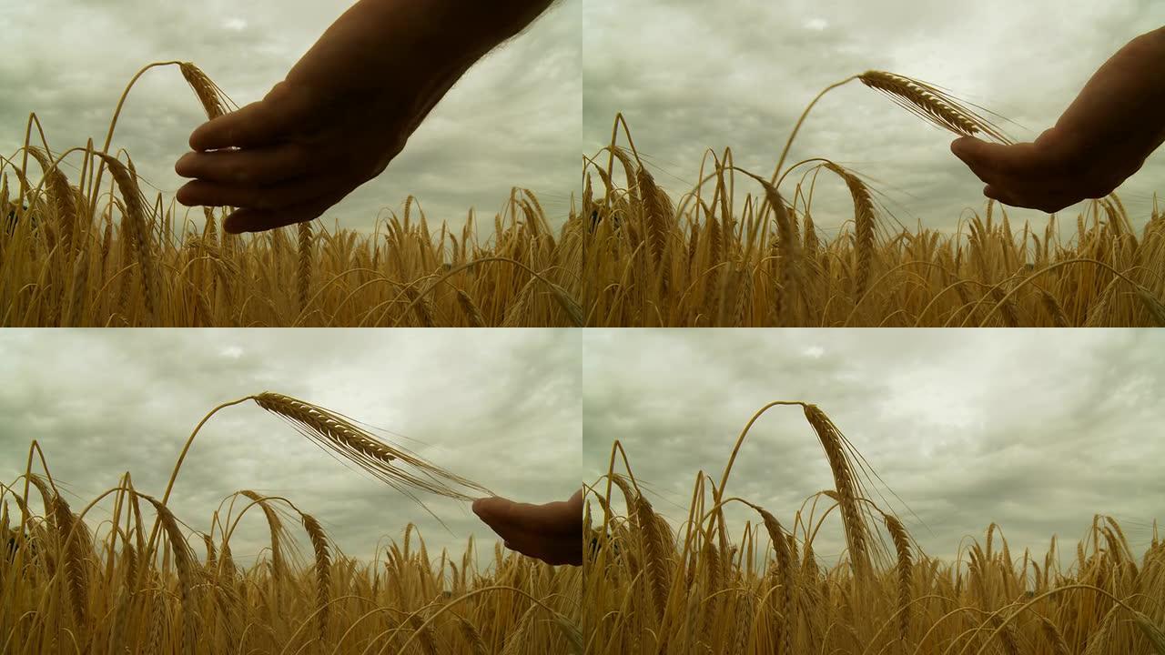 HD：手触摸麦秆