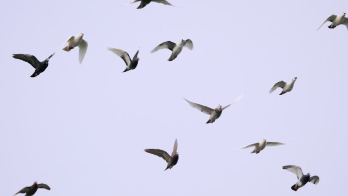 4K白鸽高速摄影 信鸽赛鸽4K 和平鸽