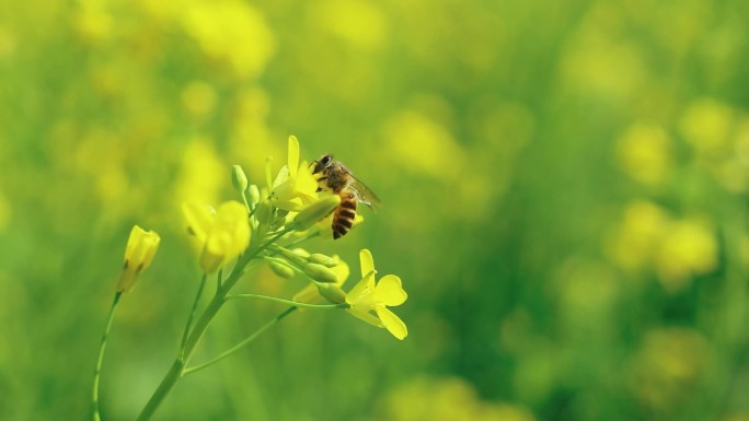 菜花蜜蜂采花