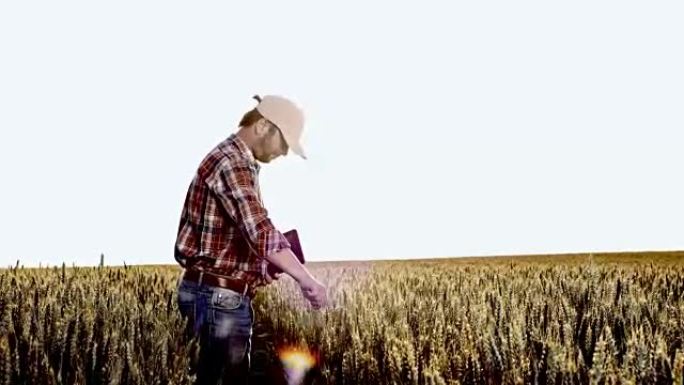 WS现代农民正在检查他的小麦作物