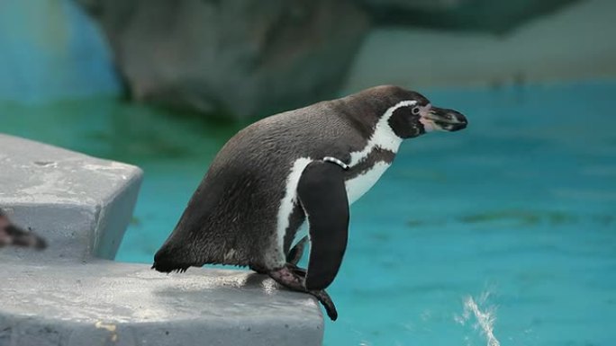 企鹅实拍素材水族馆