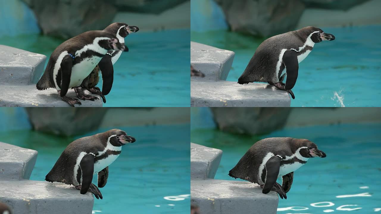 企鹅实拍素材水族馆