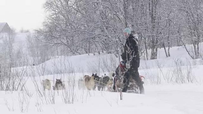 挪威的SLO MO狗拉雪橇