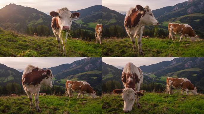 在高山景观中放牧的奶牛