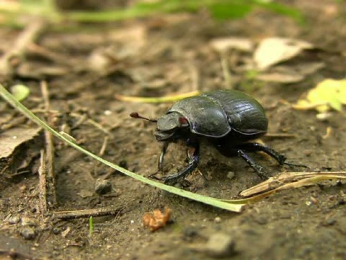 PAL：金龟子金龟子甲虫