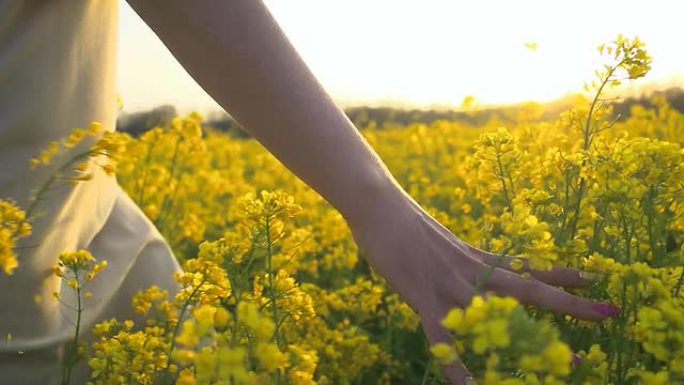 高清慢动作: 女人的手触摸油菜籽花