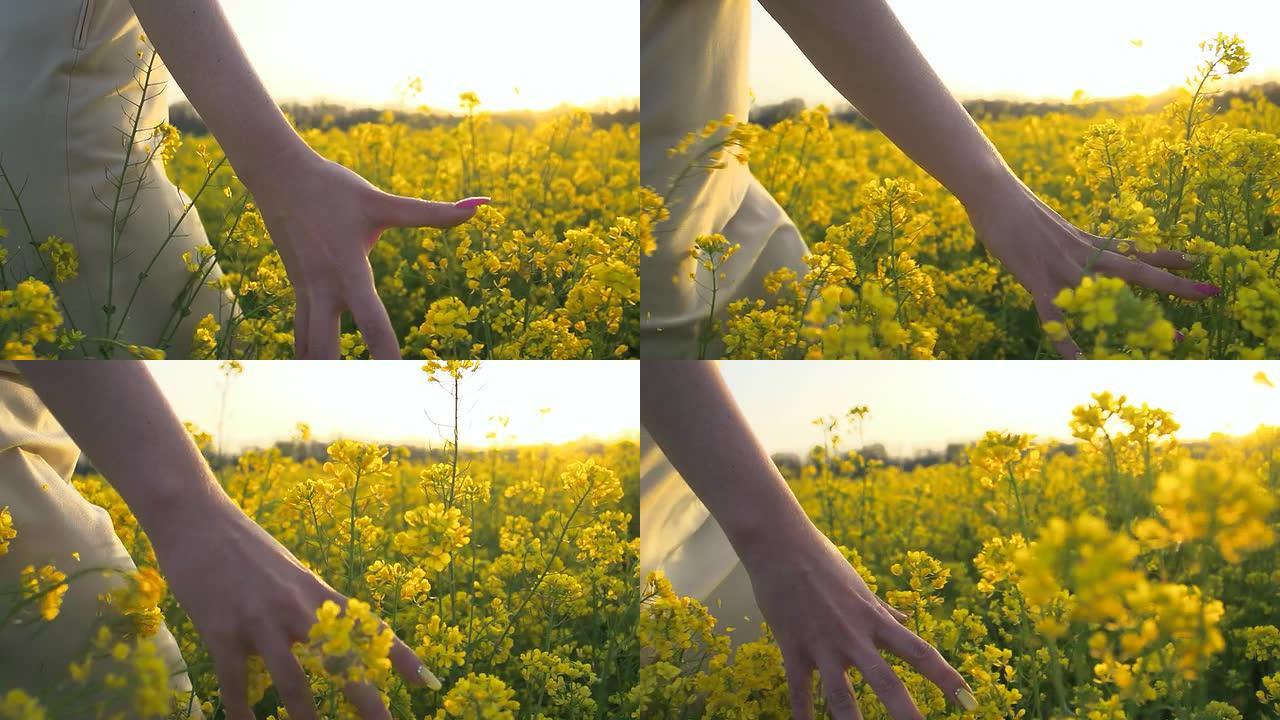 高清慢动作: 女人的手触摸油菜籽花