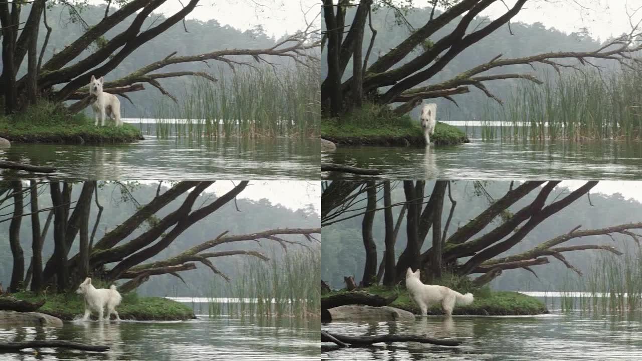 快乐的白色牧羊犬跑进湖里