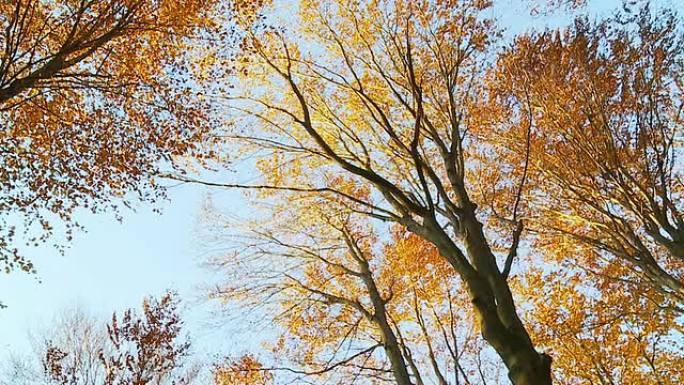 高清慢速运动：树叶从树上落下
