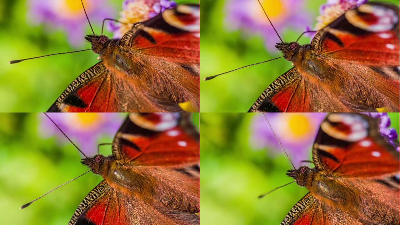 孔雀蝴蝶的宏观拍摄-慢动作