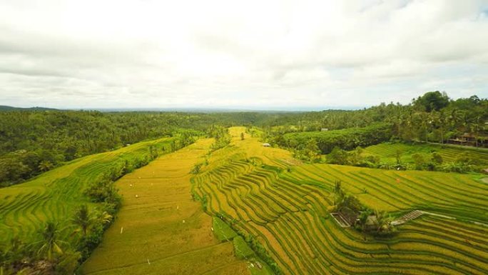 AERIAL稻田素材