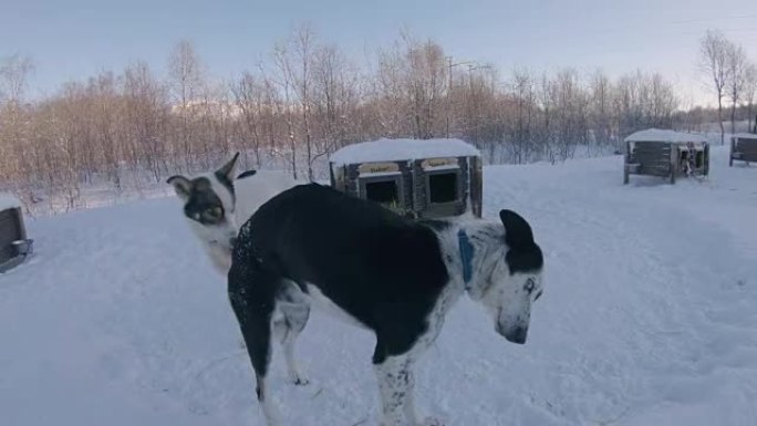 挪威小屋的SLO MO雪橇犬