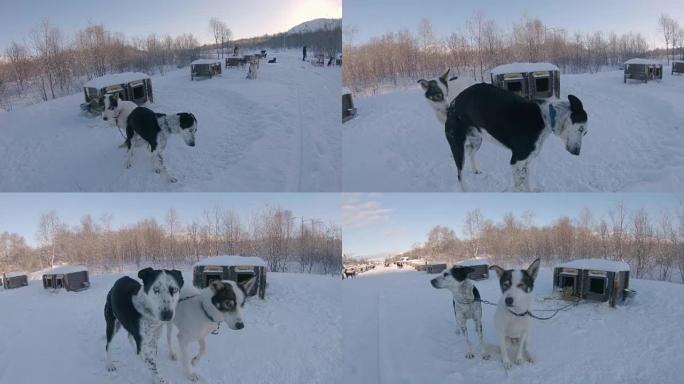 挪威小屋的SLO MO雪橇犬