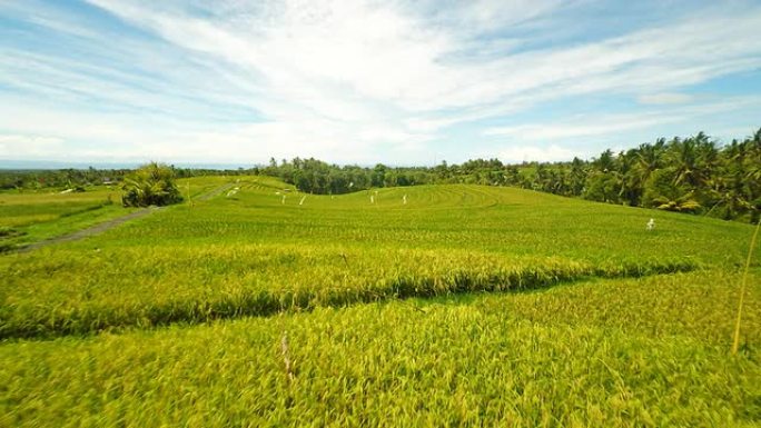 AERIAL巴厘岛稻田