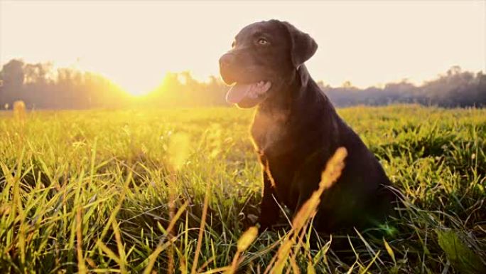黎明时坐在草地上的SLO MO Labrador小狗