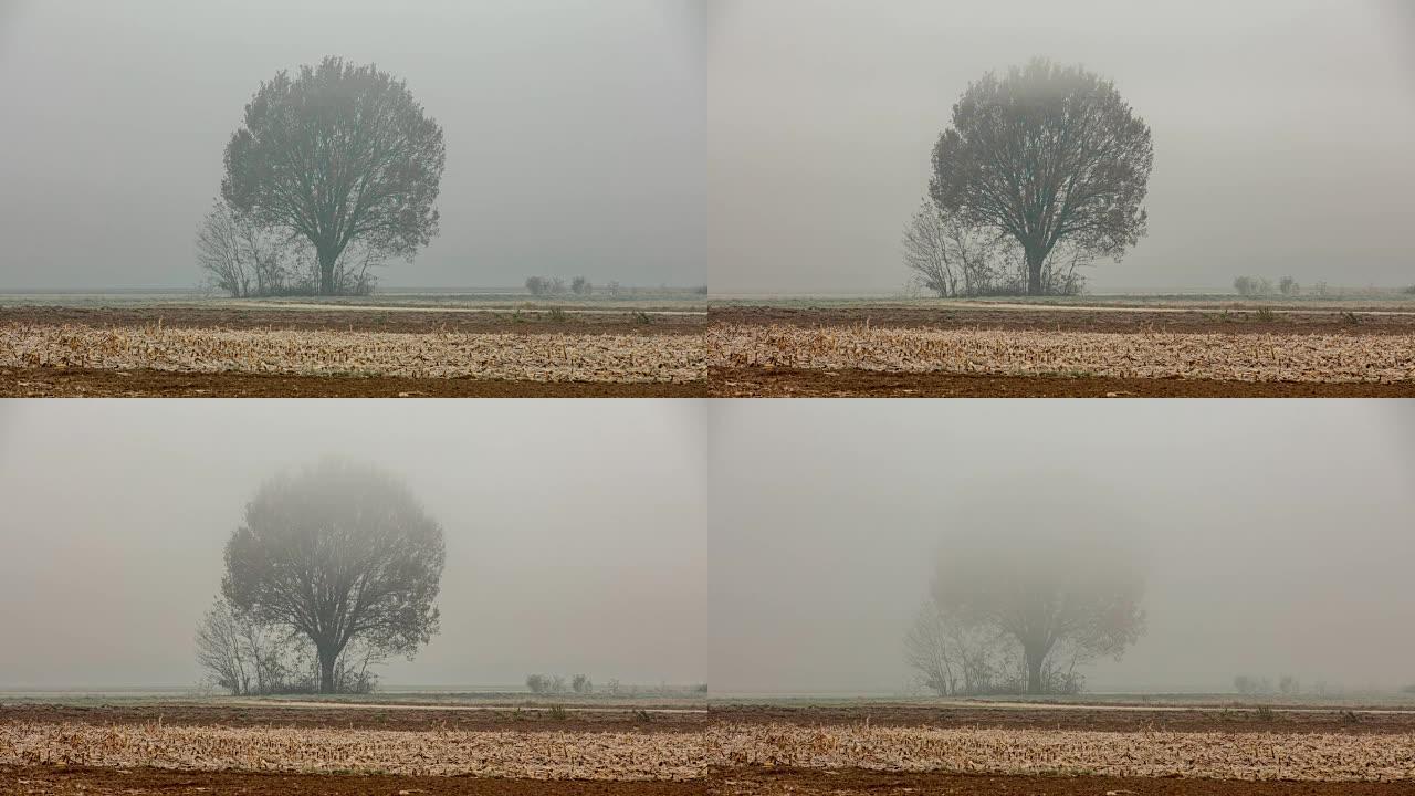 T/L 8k拍摄大雾中的一棵树