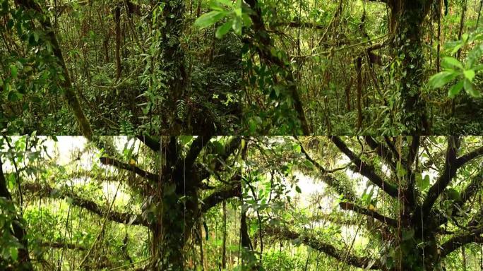雨林中的树木