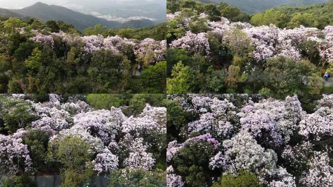 深圳梧桐山杜鹃花花海