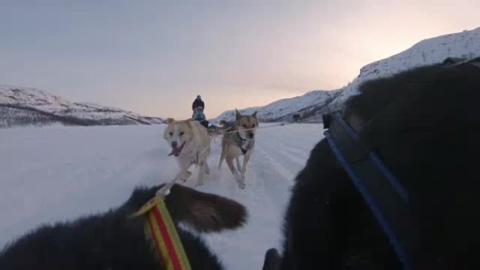 WS拉雪橇的狗与一群游客一起拉雪橇