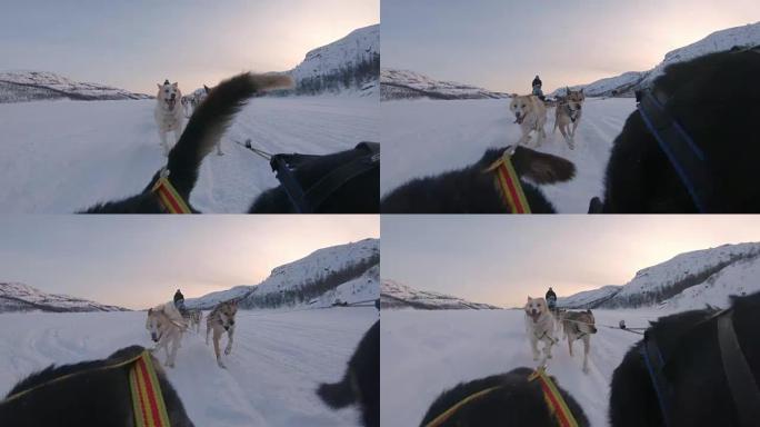WS拉雪橇的狗与一群游客一起拉雪橇