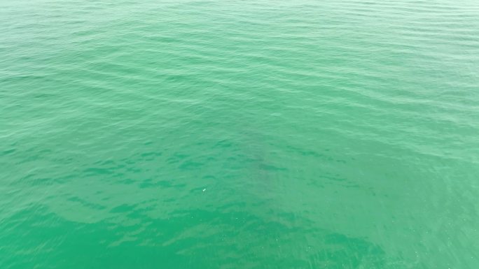 广西涠洲岛布氏鲸嬉戏喷水航拍