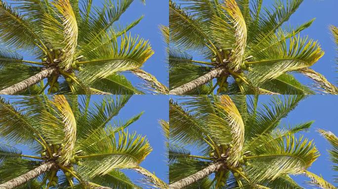 仰望晴朗天空背景上的椰树