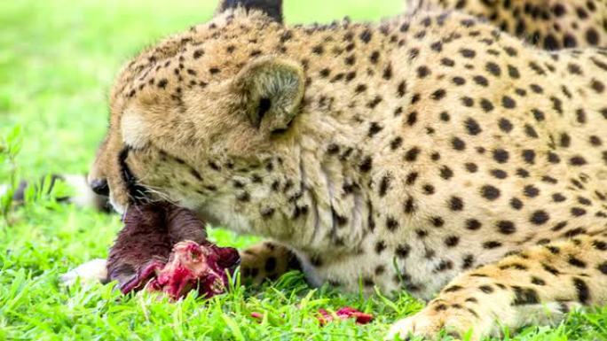 猎豹女士吃肉生物学生物研究大自然动物