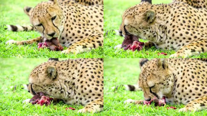 猎豹女士吃肉生物学生物研究大自然动物