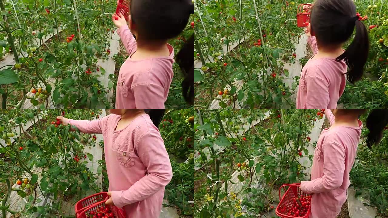 亚洲小女孩和妈妈在农场采摘樱桃番茄