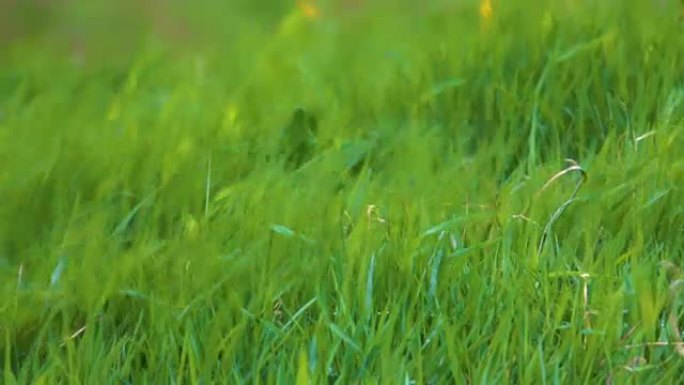 特写镜头，dop: 充满活力的绿色草叶在强烈的季风中弯曲。