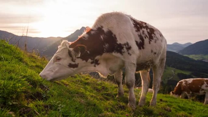 在高山景观中放牧农村农业牦牛黄牛水牛养殖