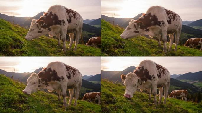 在高山景观中放牧农村农业牦牛黄牛水牛养殖
